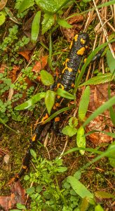Salamander im Wald von Ruhpolding